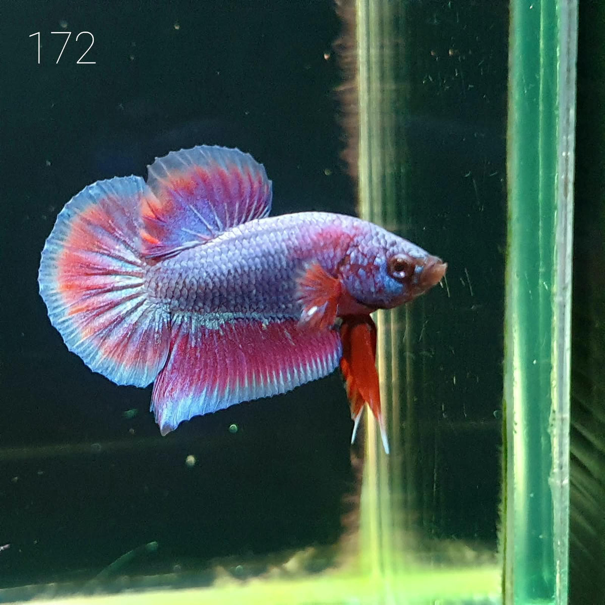 HMPK Betta Splendens #T172 by ivenbetta