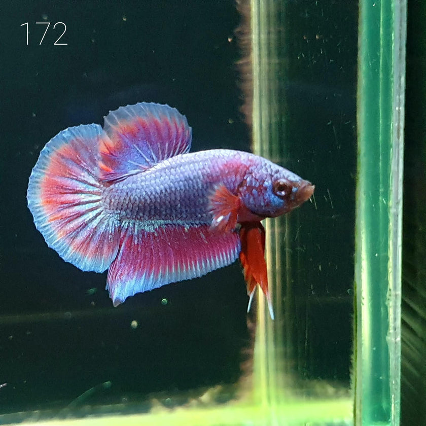 HMPK Betta Splendens #T172 by ivenbetta