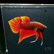 HMPK Betta Splendens #T171 by ivenbetta
