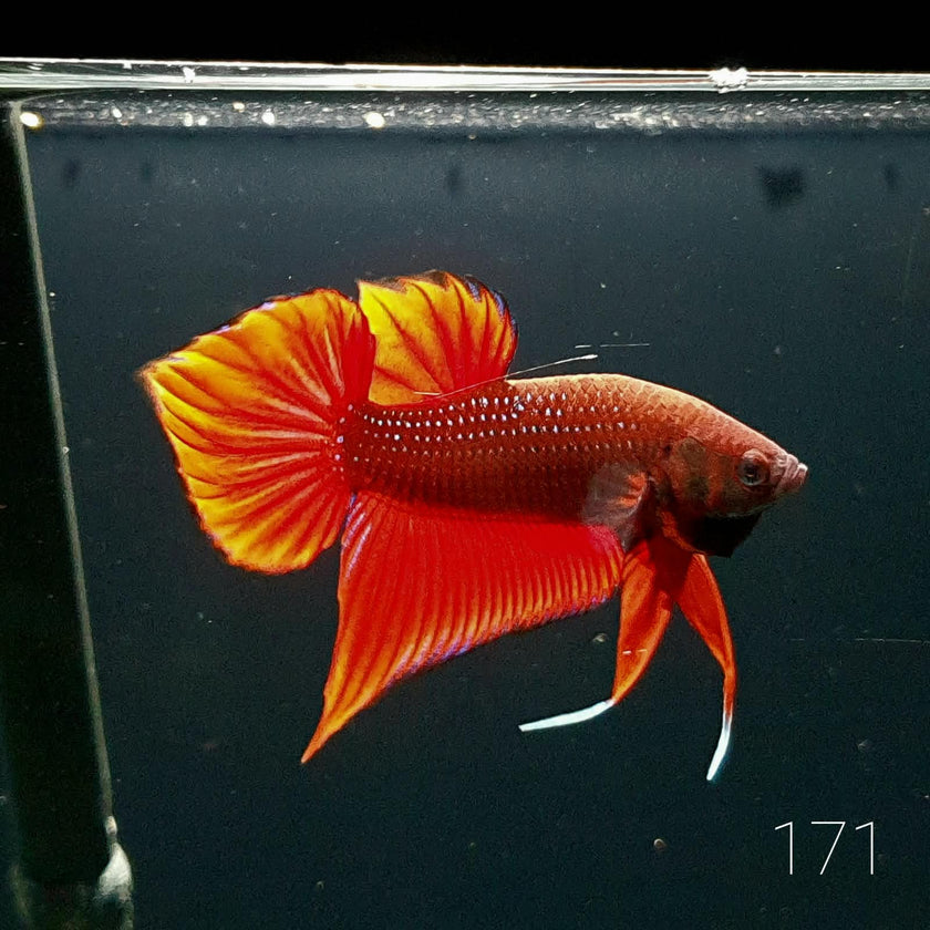 HMPK Betta Splendens #T171 by ivenbetta