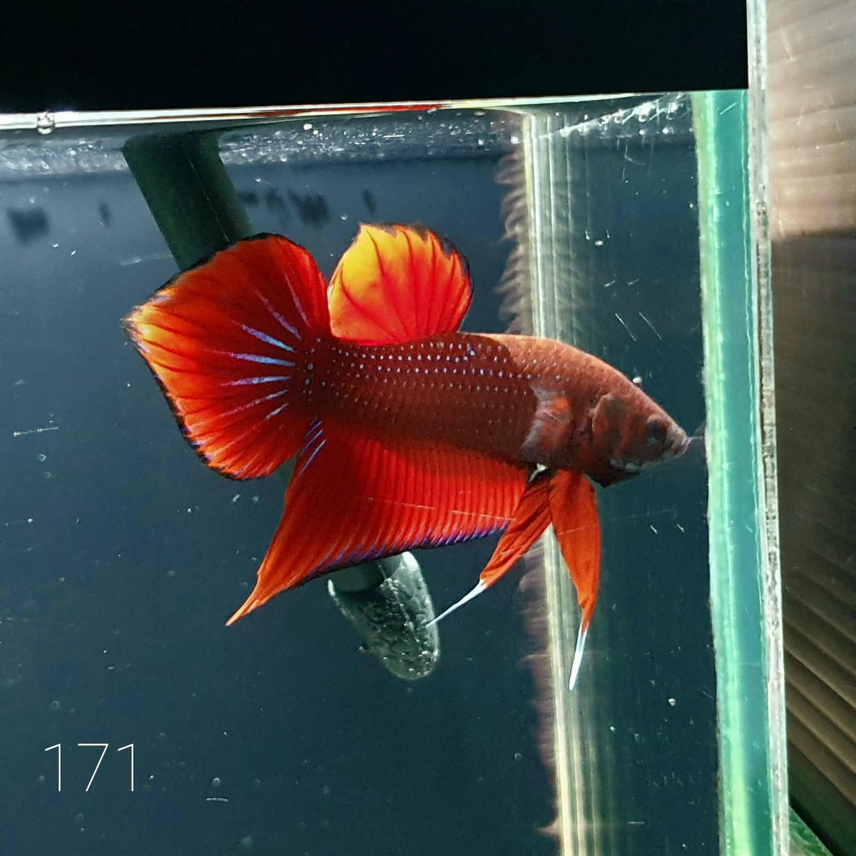 HMPK Betta Splendens #T171 by ivenbetta