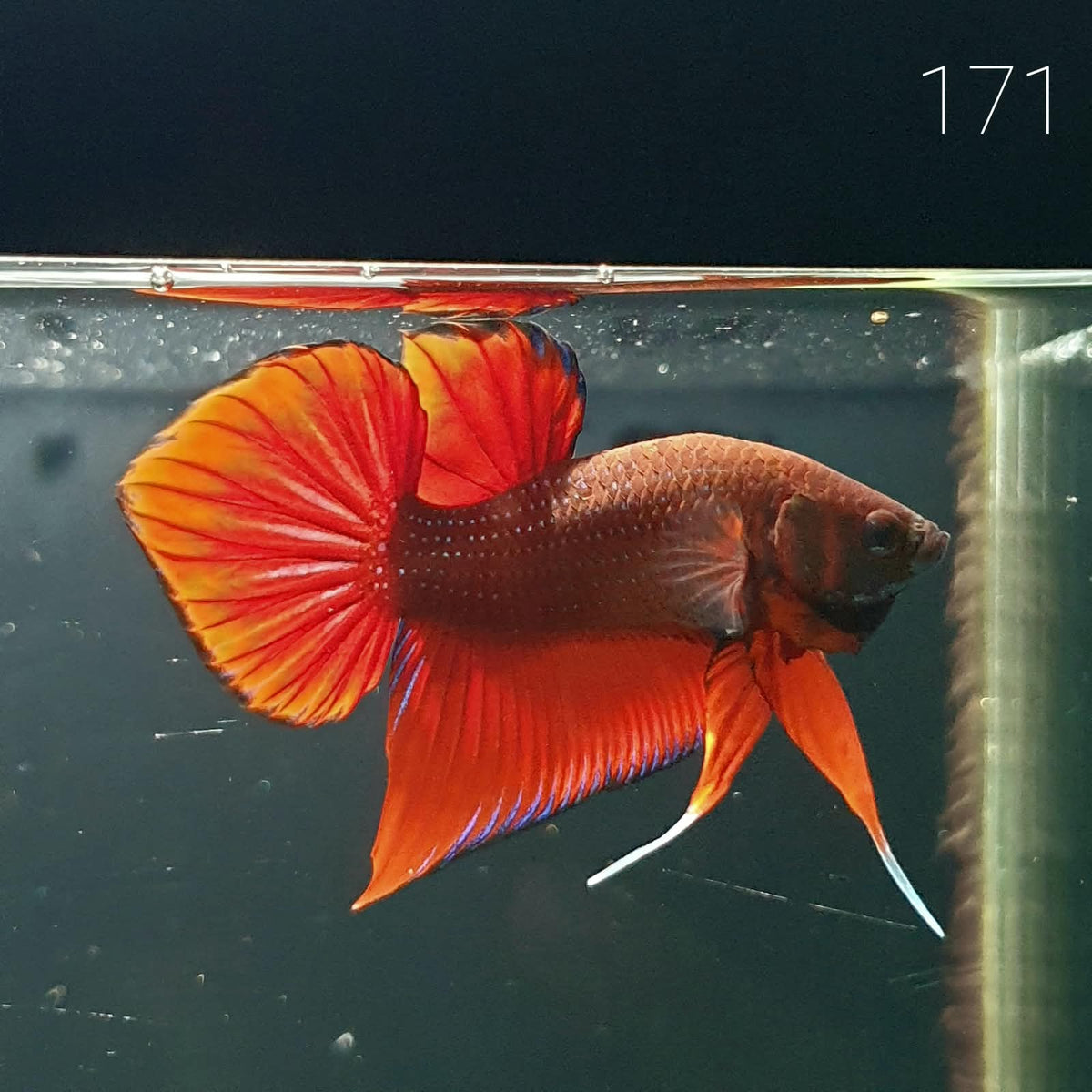 HMPK Betta Splendens #T171 by ivenbetta