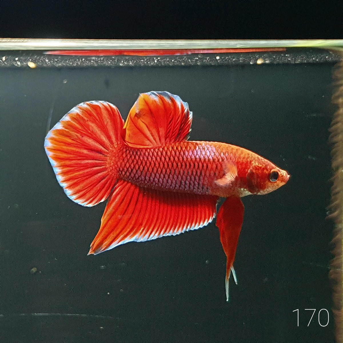 HMPK Betta Splendens #T170 by ivenbetta