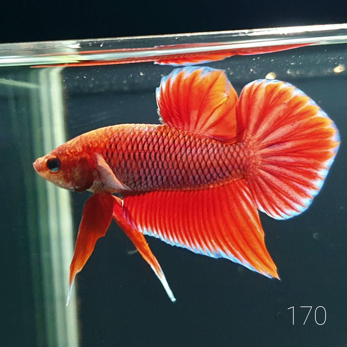 HMPK Betta Splendens #T170 by ivenbetta