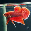 HMPK Betta Splendens #T170 by ivenbetta
