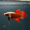 HMPK Betta Splendens #T147 by ivenbetta