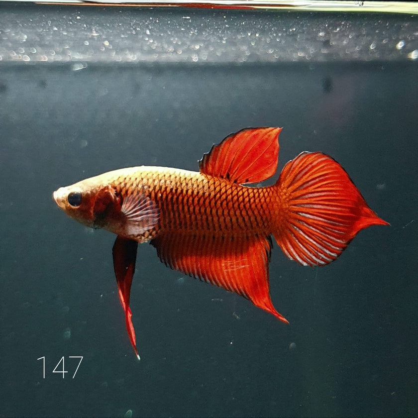 HMPK Betta Splendens #T147 by ivenbetta