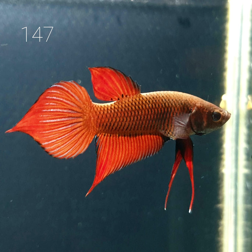 HMPK Betta Splendens #T147 by ivenbetta