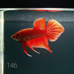 HMPK Betta Splendens #T146 by ivenbetta