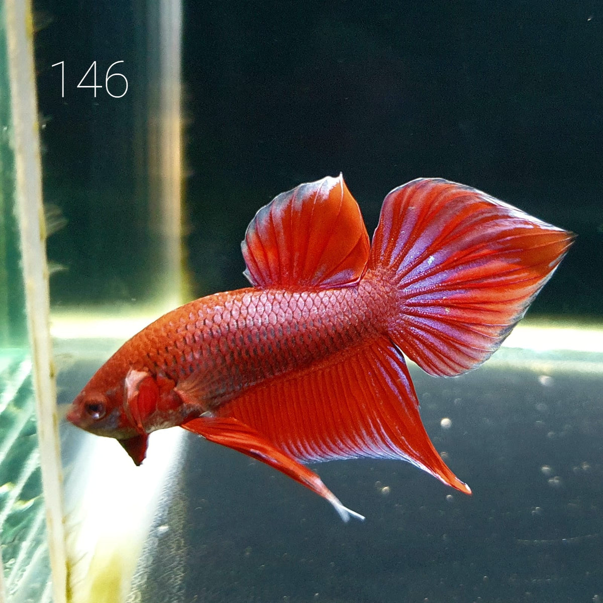 HMPK Betta Splendens #T146 by ivenbetta