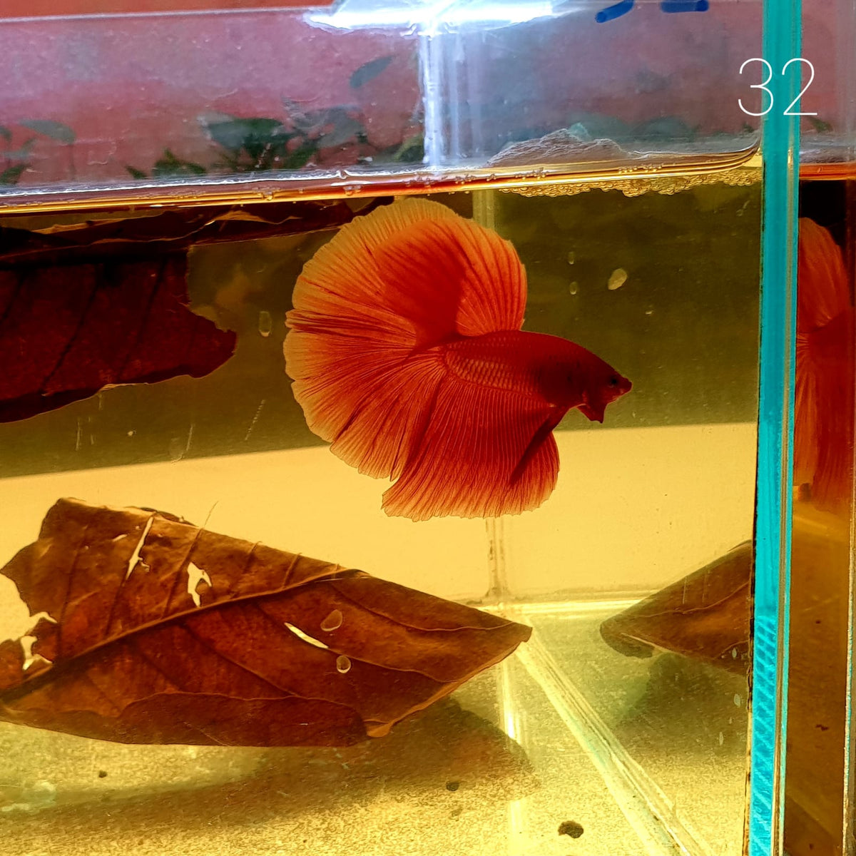 HM Betta Splendens #HM32 by ivenbetta