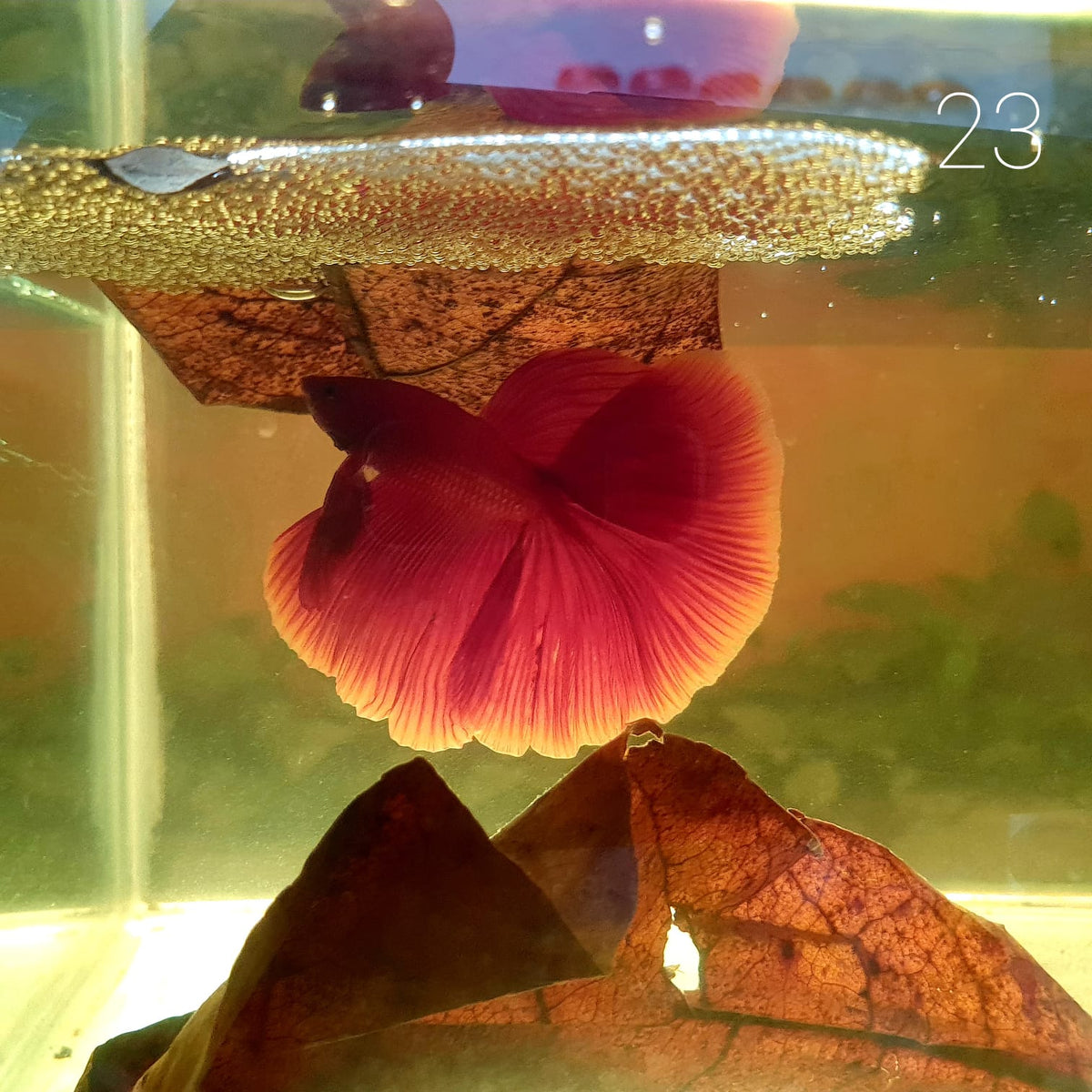HM Betta Splendens #HM23 by ivenbetta