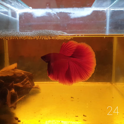 HM Betta Splendens #HM24 by ivenbetta