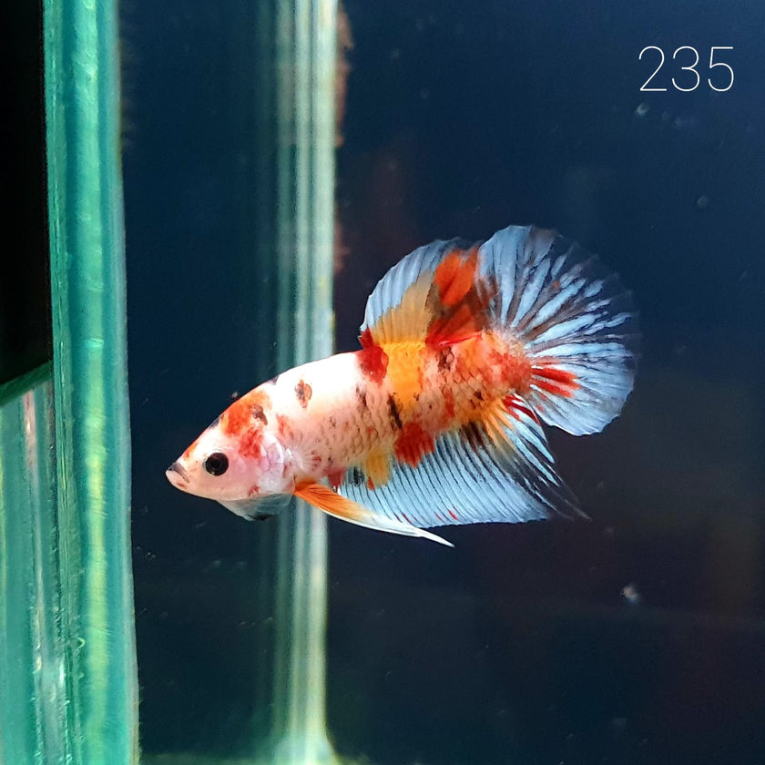 HMPK Betta Splendens #T235 by ivenbetta