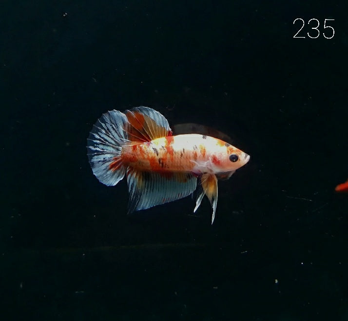 HMPK Betta Splendens #T235 by ivenbetta