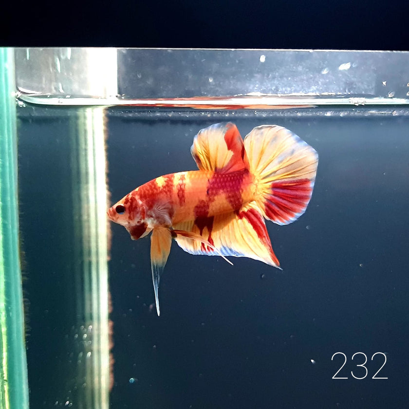 HMPK Betta Splendens #T232 by ivenbetta