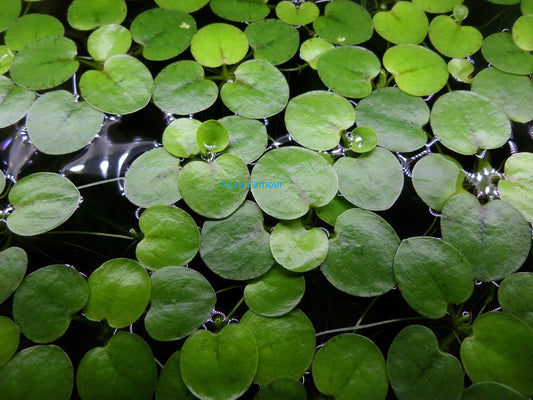 Limnobium Laevigatum by Aquatic Farmer
