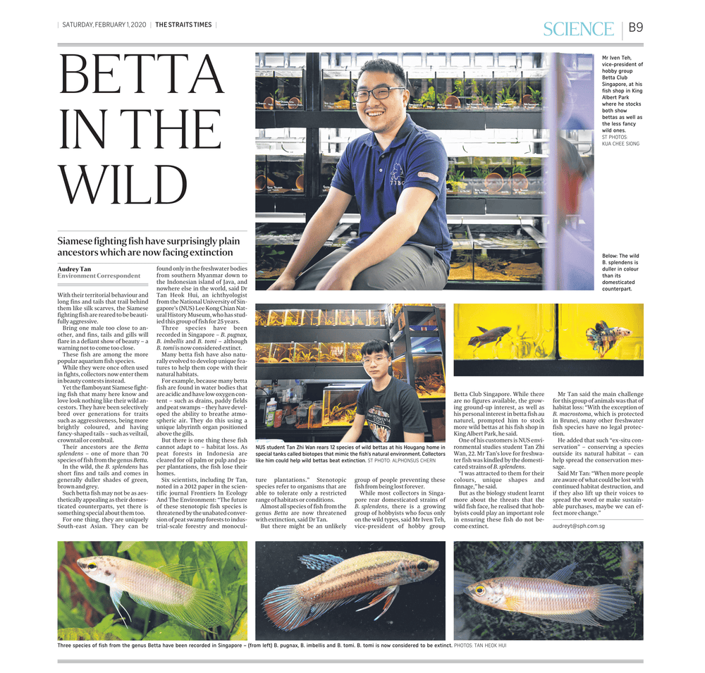 The Straits Times article 'Betta in the Wild', 1 Feb 2020