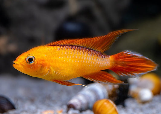 Apistogramma Agassizii "Gold Fire" by Iven Betta