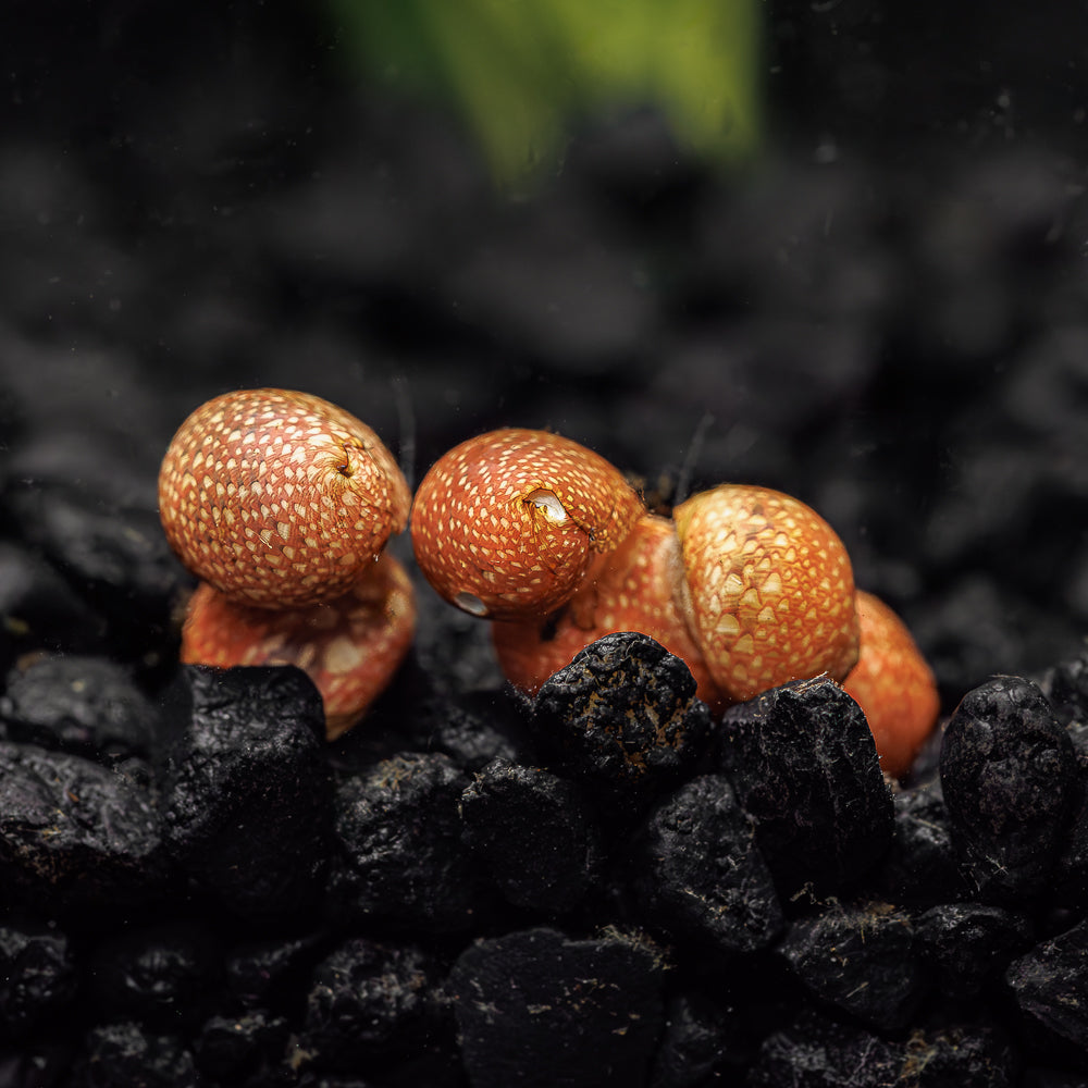 Neritina sp. Red Pumpkin by ivenbetta