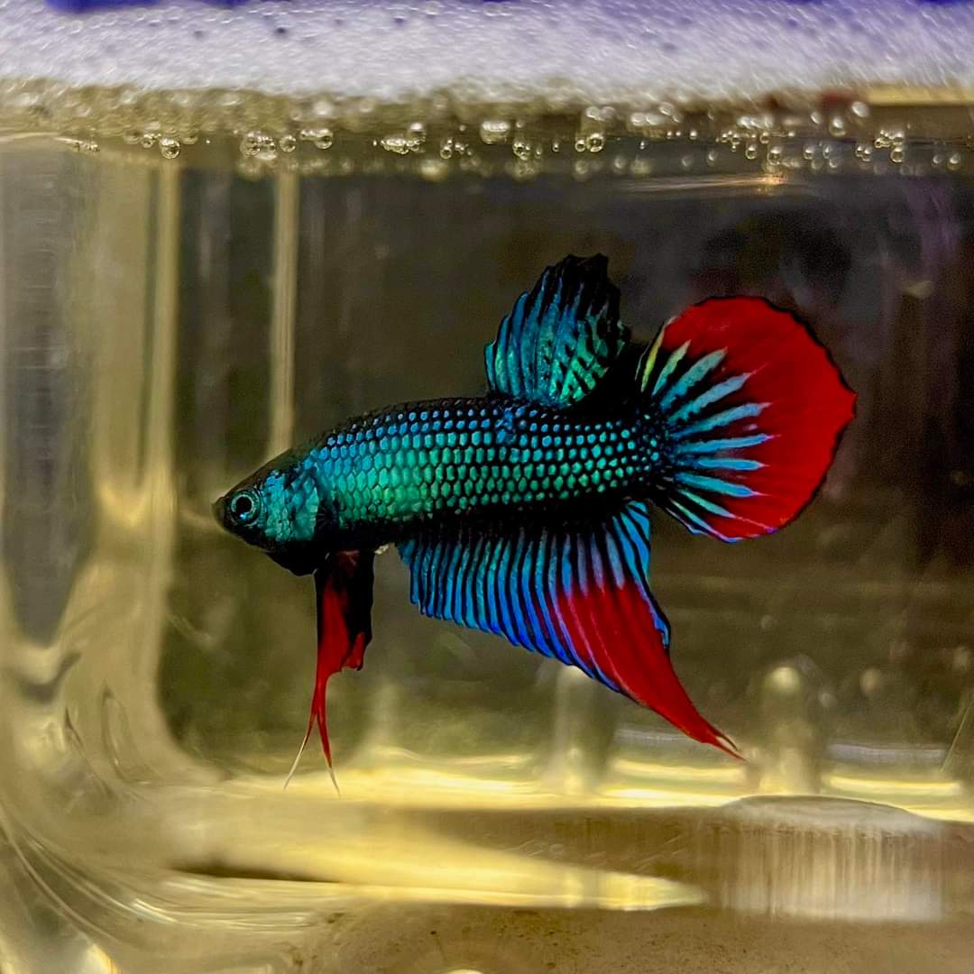 Betta Imbellis by Iven Betta