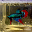 Betta Imbellis by Iven Betta