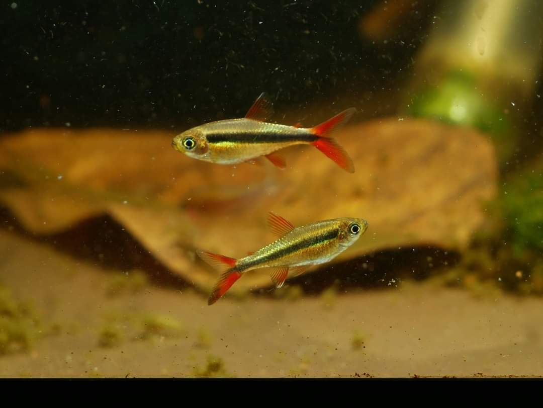 Thayeria sp. Red Tail Penguin by Iven Betta