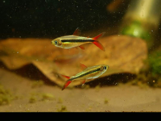 Thayeria sp. Red Tail Penguin by Iven Betta