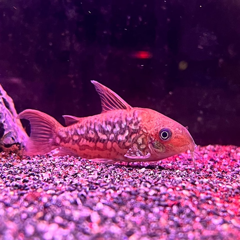 Corydoras Pantanalensis C005 (Pair) by Iven Betta