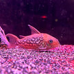 Corydoras Pantanalensis C005 (Pair) by Iven Betta