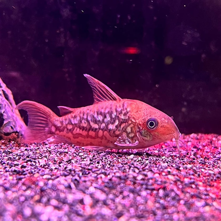 Corydoras Pantanalensis C005 (Pair) by Iven Betta