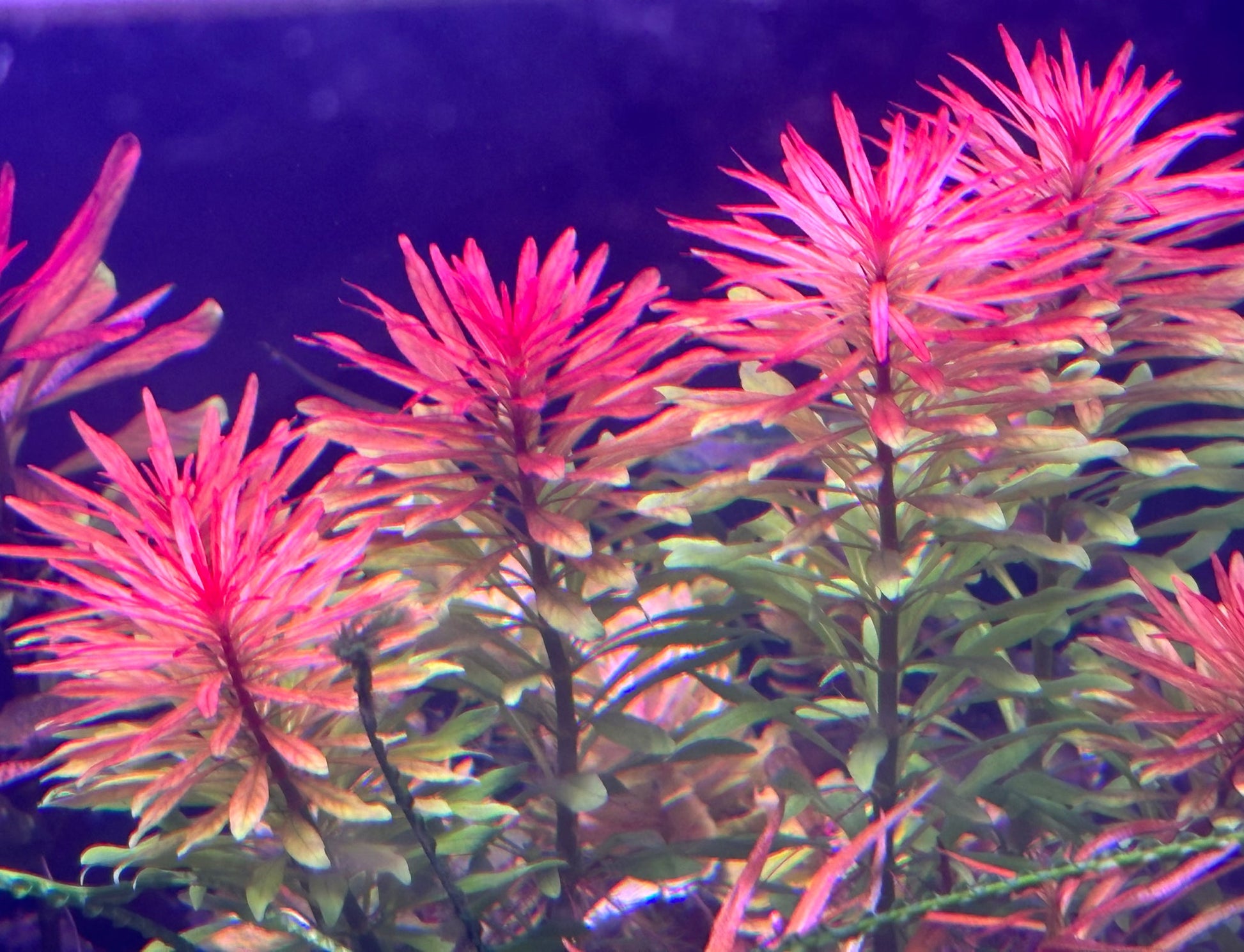 Ludwigia Inclinata 'Meta' by Iven Betta