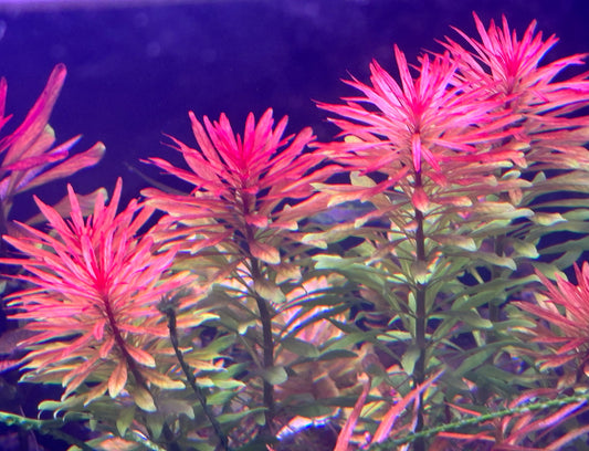 Ludwigia Inclinata 'Meta' by Iven Betta