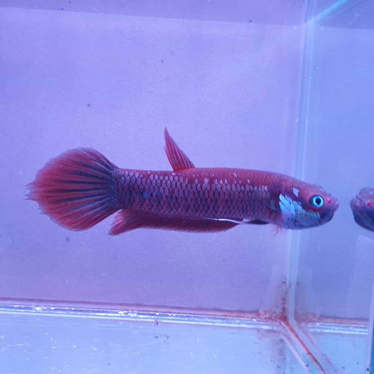 Betta Patoti by Iven Betta