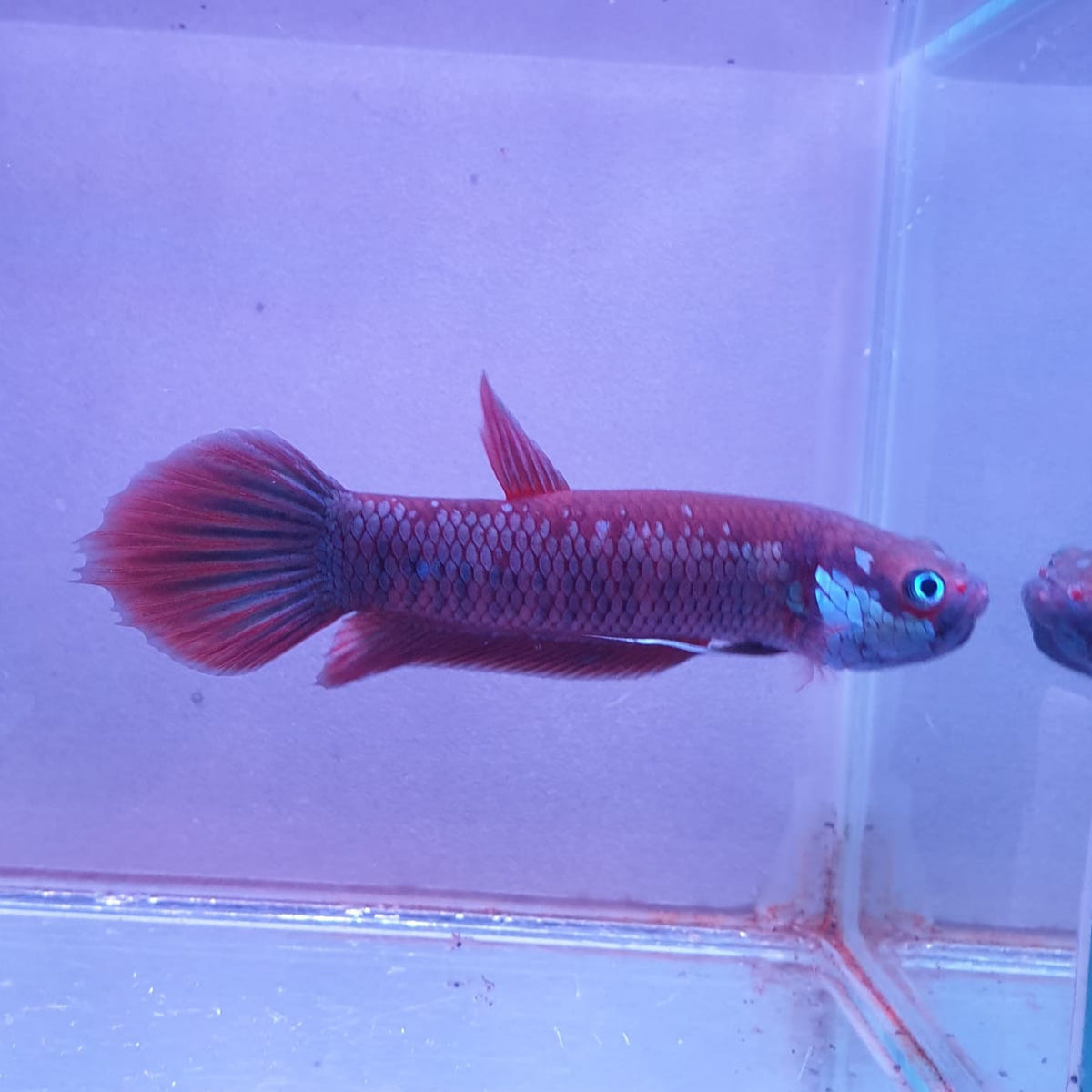 Betta Patoti by Iven Betta