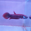 Betta Patoti by Iven Betta