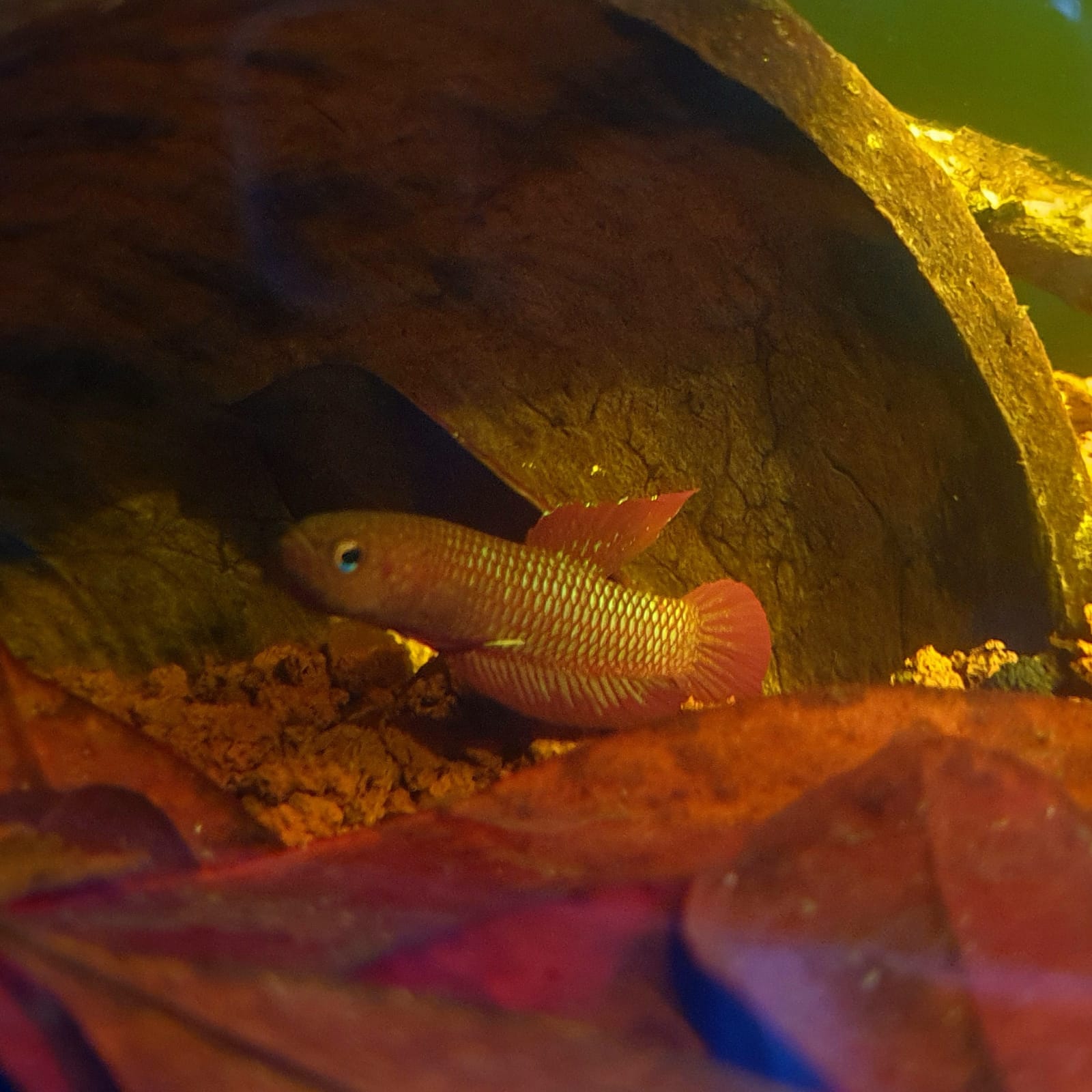 Betta Rutilans by Iven Betta