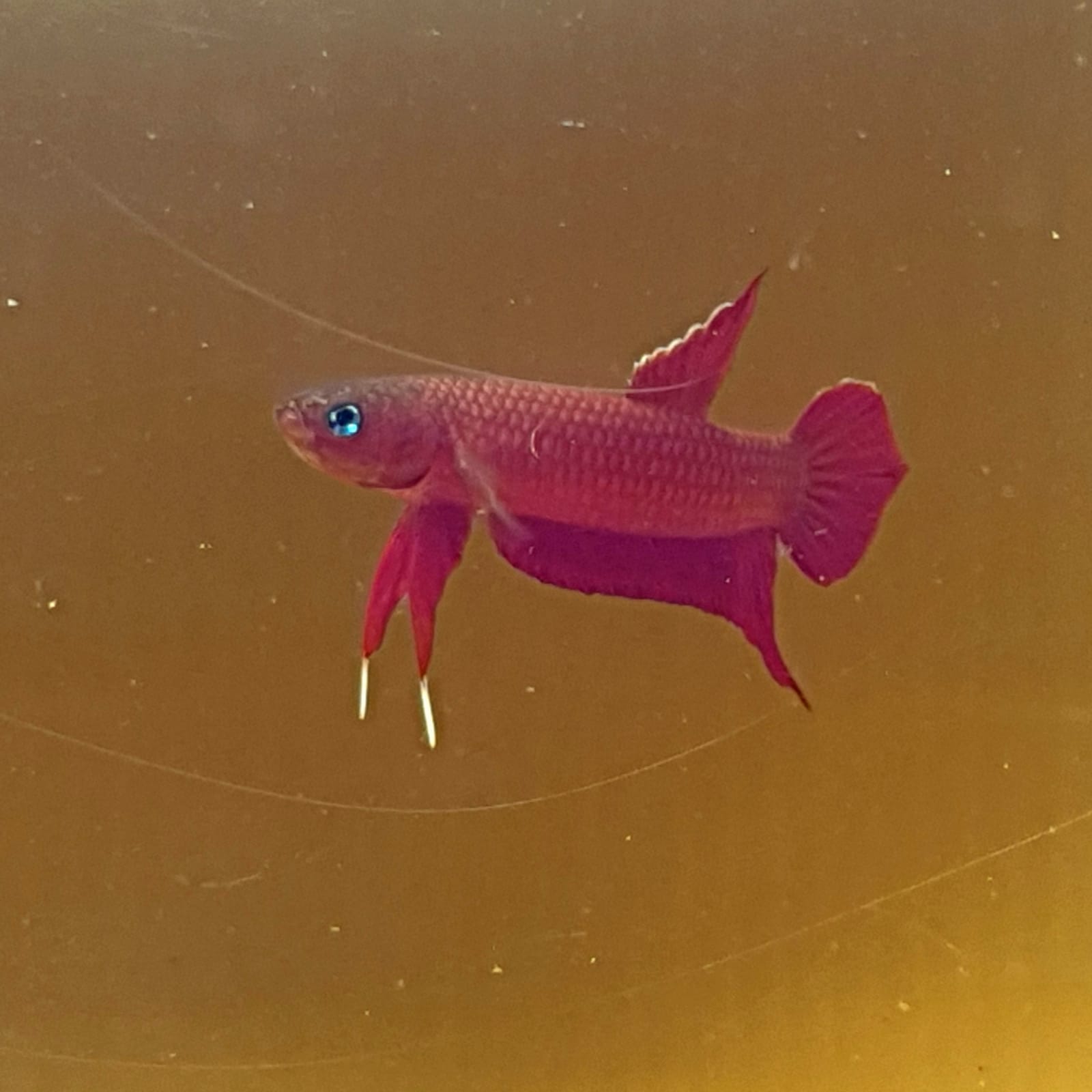 Betta Mulyadii sp. Api Api "Red" by Iven Betta