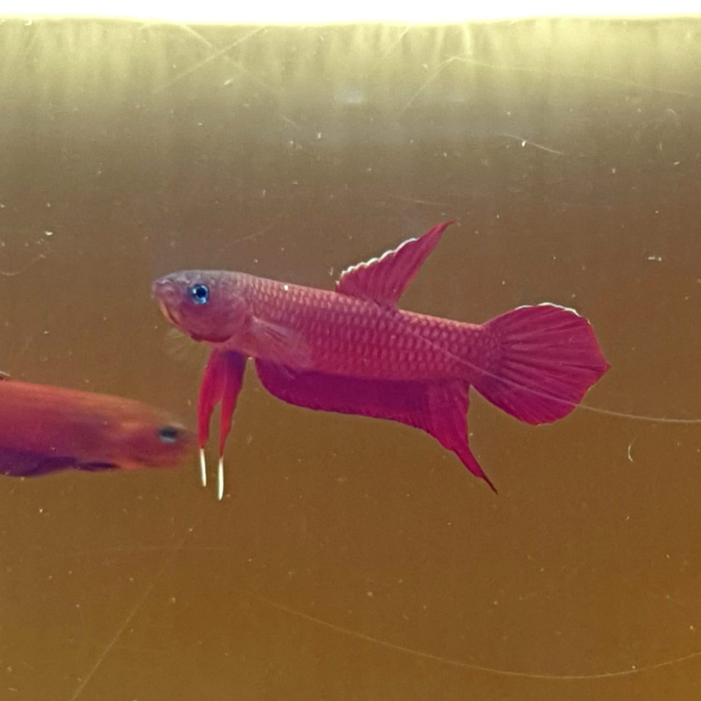 Betta Mulyadii sp. Api Api "Red" by Iven Betta