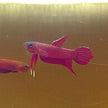 Betta Mulyadii sp. Api Api 