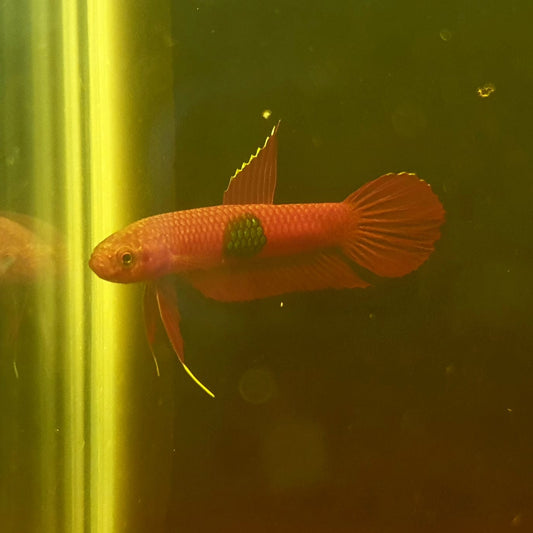 Betta Brownorum by Iven Betta