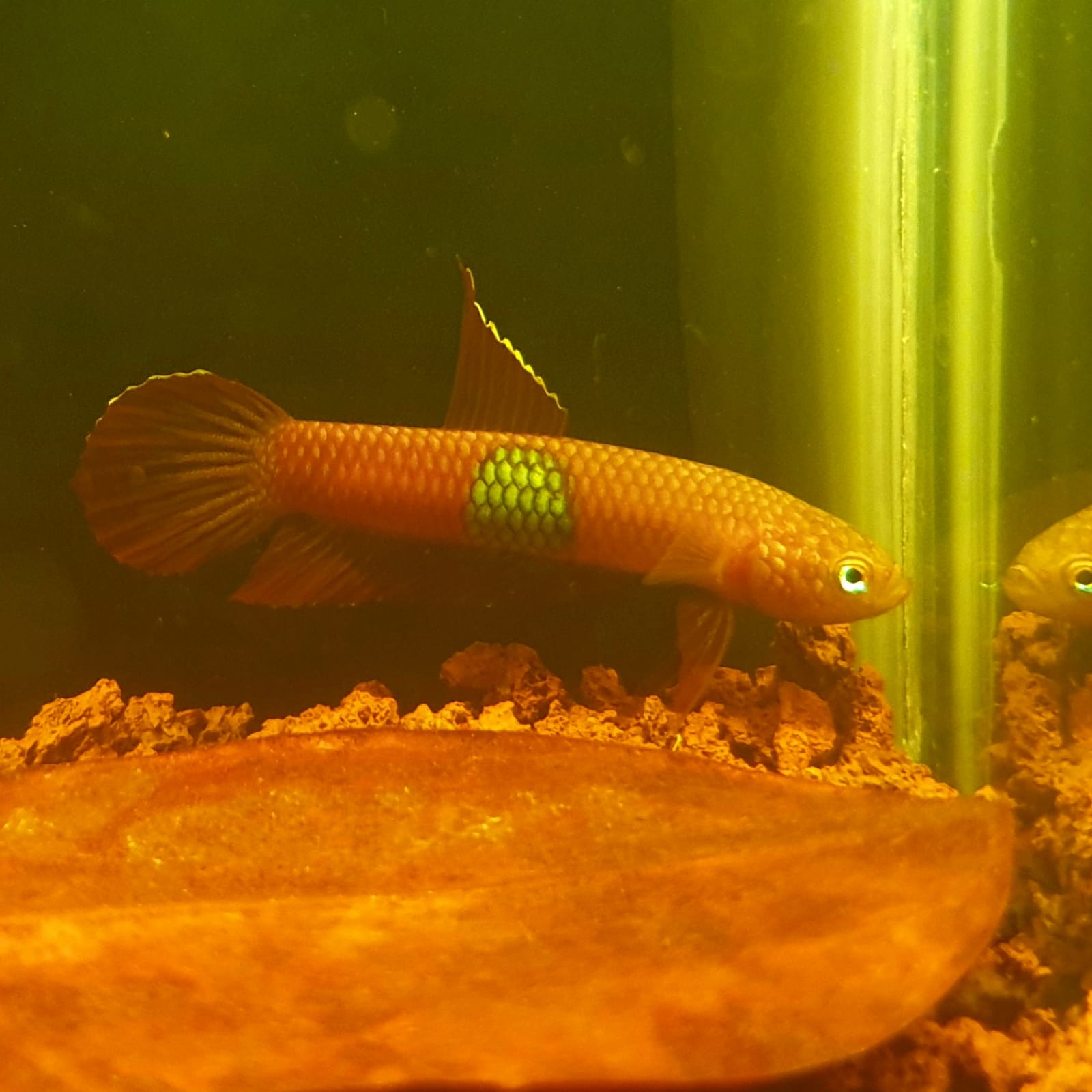 Betta Brownorum by Iven Betta