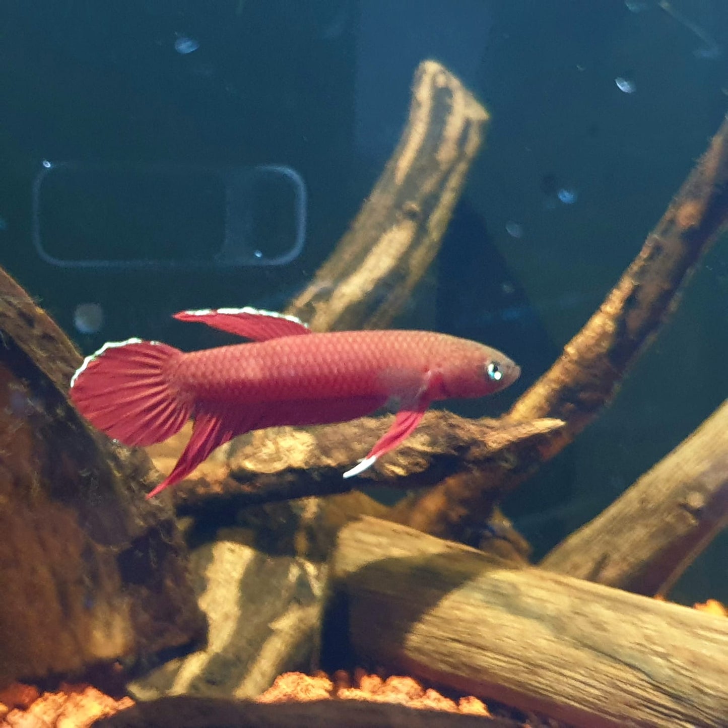 Betta Mulyadii sp. Api Api "Red" by Iven Betta
