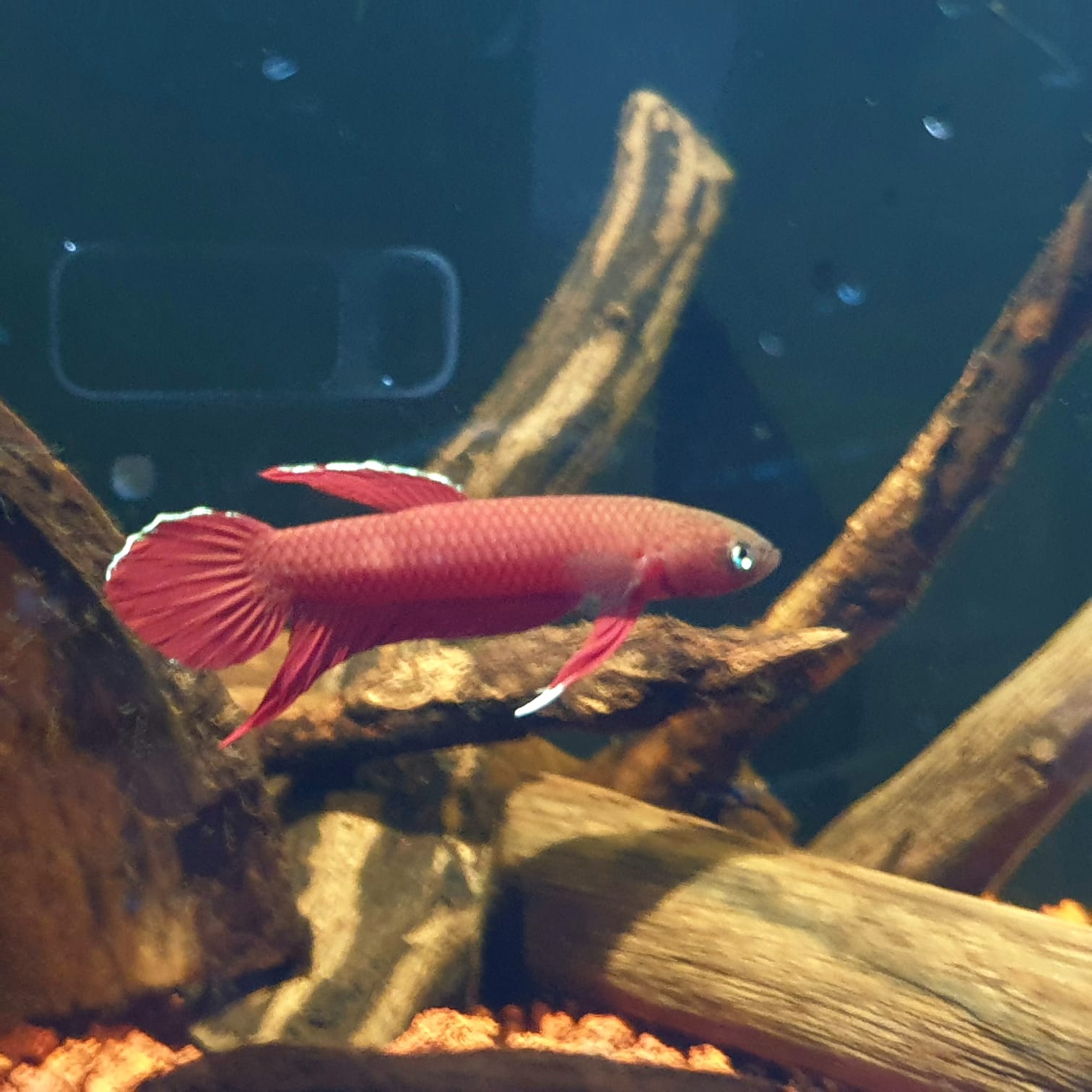 Betta Mulyadii sp. Api Api "Red" by Iven Betta