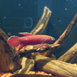 Betta Mulyadii sp. Api Api 