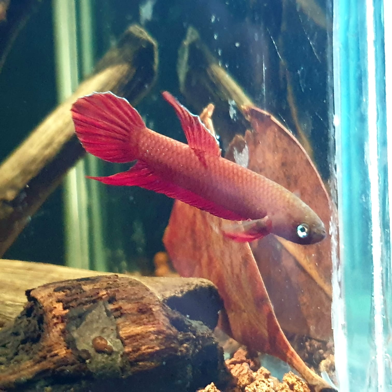Betta Mulyadii sp. Api Api "Red" by Iven Betta