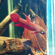 Betta Mulyadii sp. Api Api 