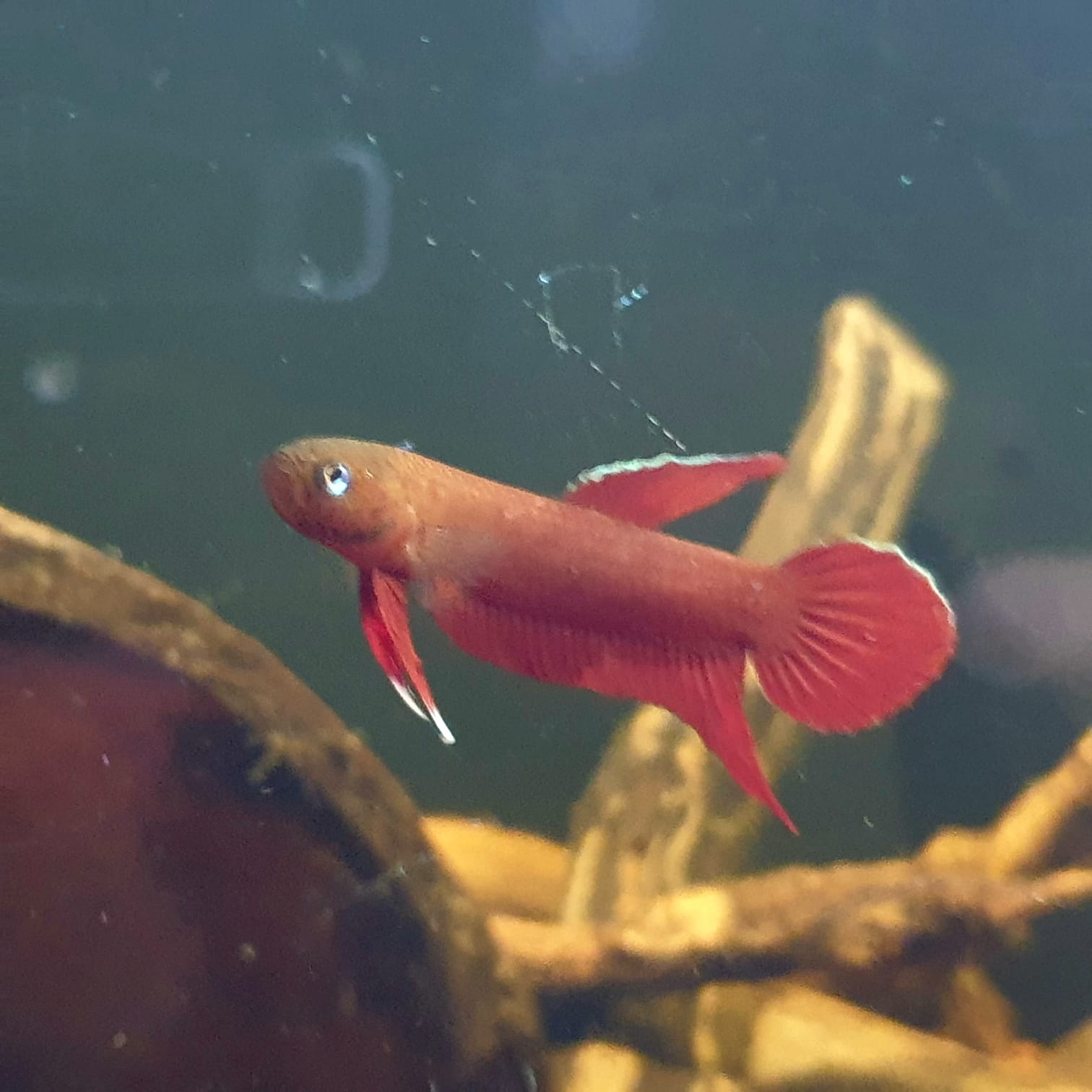 Betta Mulyadii sp. Api Api "Red" by Iven Betta