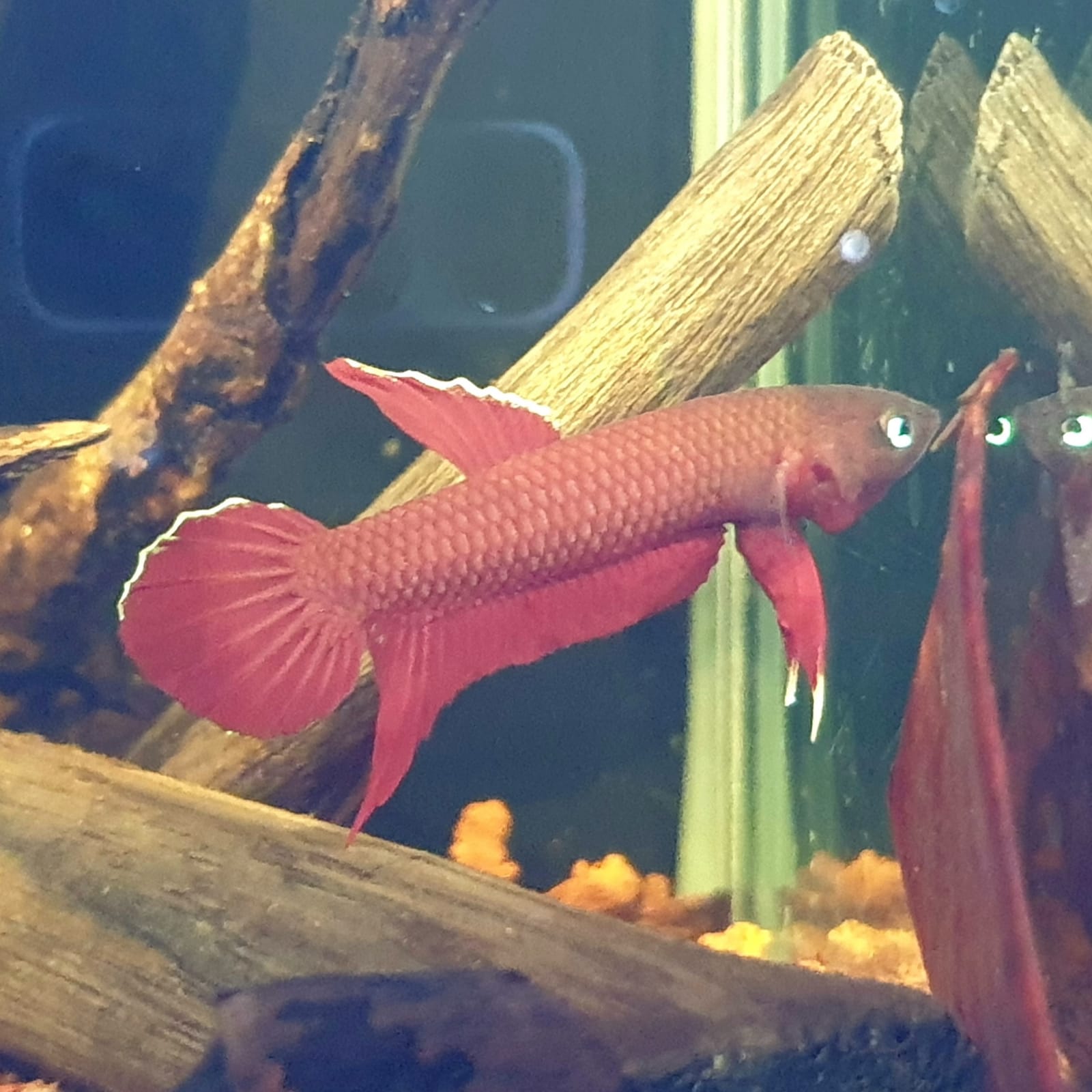 Betta Mulyadii sp. Api Api "Red" by Iven Betta