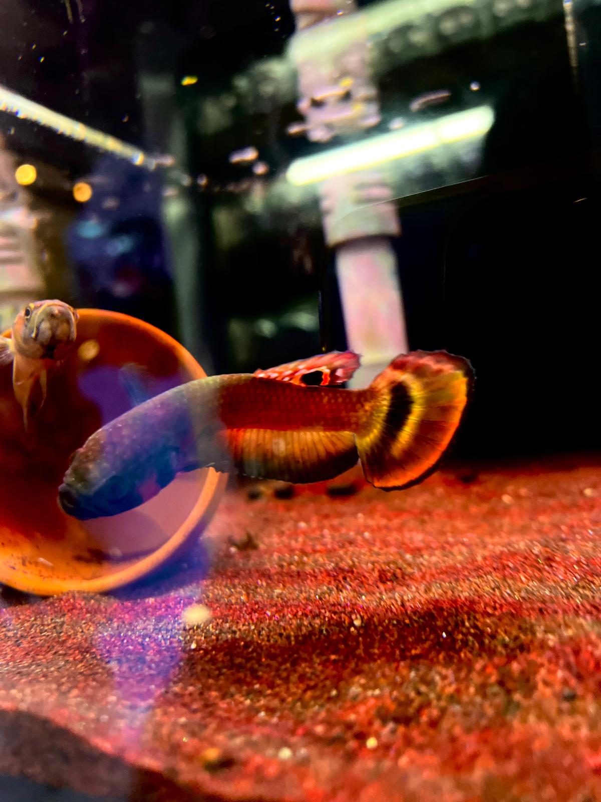 Betta Macrostoma by Iven Betta